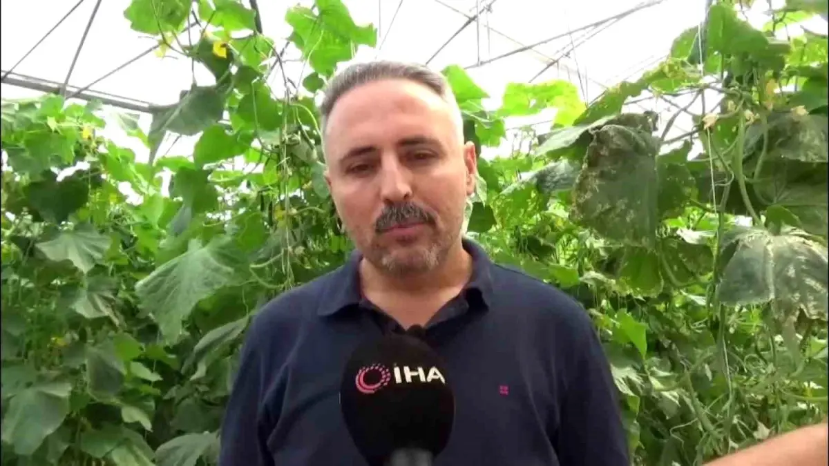 diyarbakirda salatalik serasi kuruldu XA7kKzeY