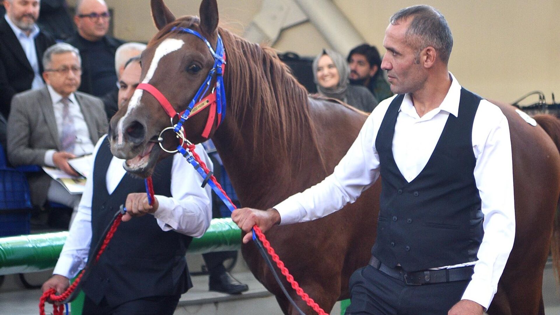 tum zamanlarin rekorunu kirdi hizli yasin isimli arap tayi 10 milyon 500 bin liraya satildi 9LDpjVBO.jpg